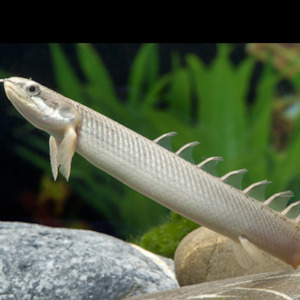 Oddball Arowana: Senegal Bichir