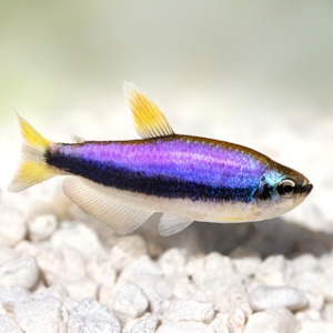 Tetras: Blue Emperor Tetra