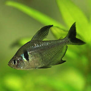 Tetras: Black Phantom Tetra