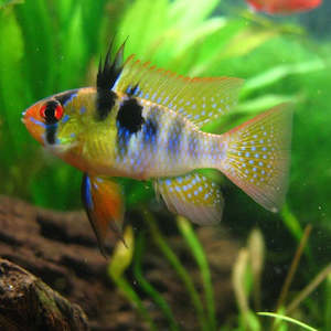 All Aquarium Fish: Blue Ram