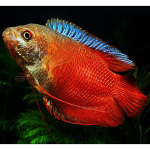 Royal Red Gourami