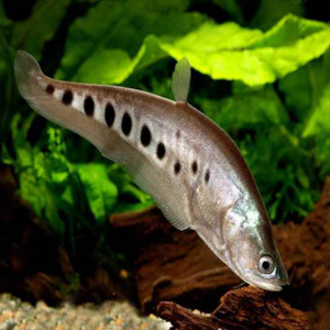 All Aquarium Fish: Clown Knife