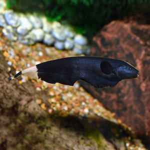 All Aquarium Fish: Black Ghost Knife
