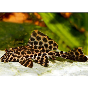 Red Spot Pleco