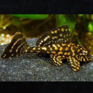 Pleco: Gold Spot Pleco
