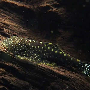 Borneo Sucker - Hillstream Loach