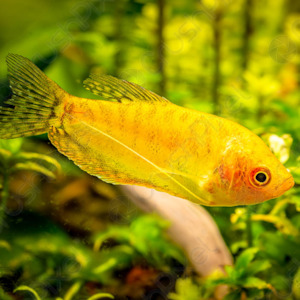 All Aquarium Fish: Golden Gourami