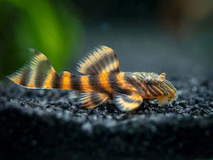 Alenquer Tiger Pleco (L397)