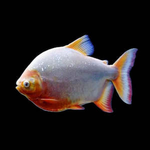 Products: Albino Red Belly Pacu