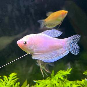 Platinum Gourami