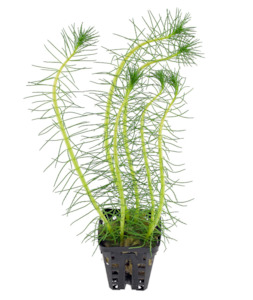 Live Aquarium Plants: Water Milfoil (Myriophyllum Propinguum)