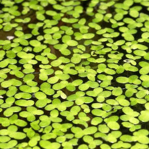 Live Aquarium Plants: Duckweed (Lemna Minor)