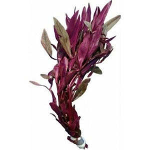 Live Aquarium Plants: Beetroot Rubra (Alternanthera Sessillis)