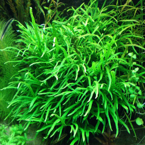 Live Aquarium Plants: Needle Leaf Java Fern
