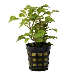 Live Aquarium Plants: Alternanthera Bettzickiana