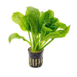 Tropica Sword (Echinodorus Parviflorus Tropica)