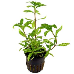 Live Aquarium Plants: Dwarf Varigated Hygrophila (Hygrophila Polysperma Rosanervis)
