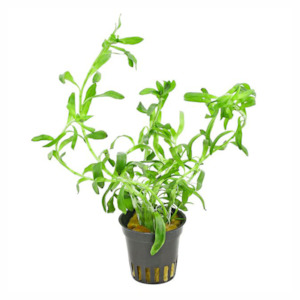 Live Aquarium Plants: Stargrass (Heteranthera Zosterfolia)