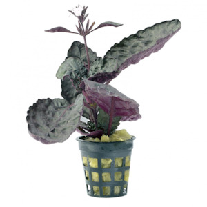 Live Aquarium Plants: Scarlet Leaf (Hemigraphis Colorata)