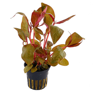 Live Aquarium Plants: Alternanthera Lilacina