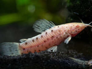 Albino Hoplo Catfish