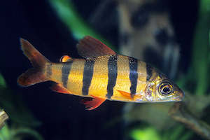 All Aquarium Fish: Six Bar Distichodus