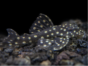Snowball Pleco (L201) 3cm