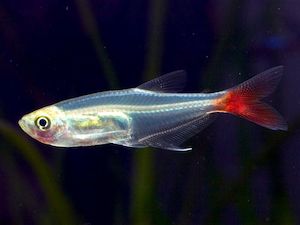 All Aquarium Fish: Glass Bloodfin Tetra