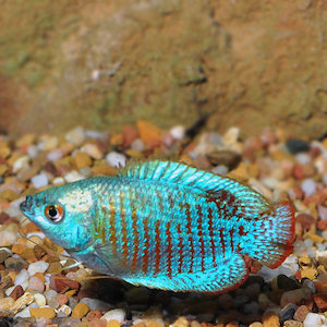 All Aquarium Fish: Neon Blue Dwarf Gourami