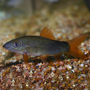 All Aquarium Fish: Redtail Loach