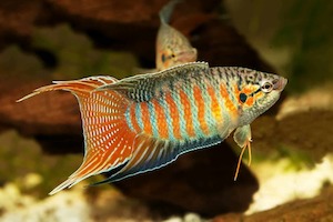 All Aquarium Fish: Paradise Fish