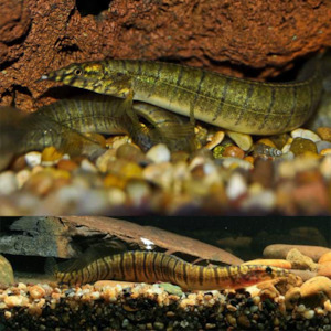 All Aquarium Fish: Zebra Spiny Eel