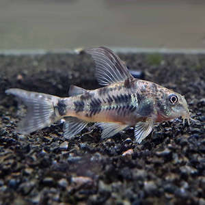 All Aquarium Fish: Peppered Cory