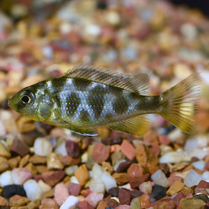 African Cichlids: Giraffe Cichlid