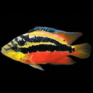 American Cichlids: Salvini Cichlid