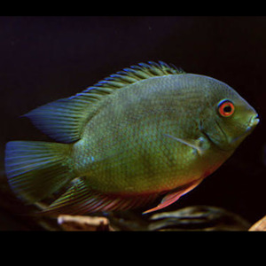 Green Severum