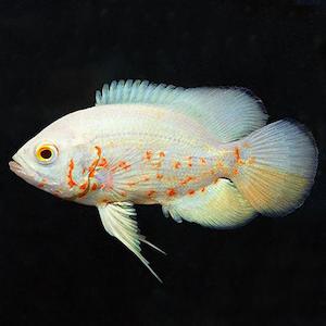 American Cichlids: Albino Red Tiger Oscar