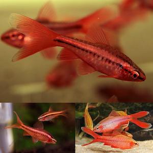Barbs: LongFin Cherry Barb