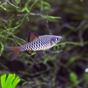 Checkered Barb