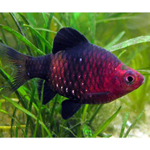 Barbs: Black Ruby Barb