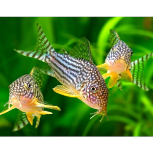 Catfish Corydora: Sterbai Cory