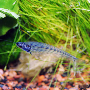 Catfish Corydora: Glass Catfish
