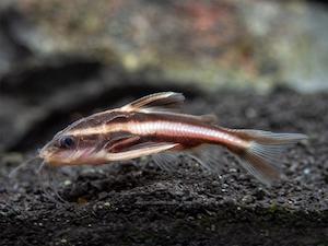Catfish Corydora: Chocolate Striped Catfish