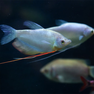 Moonlight Gourami