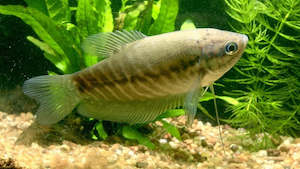 Snakeskin Gourami