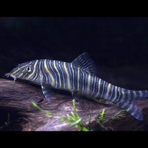 Zebra Loach