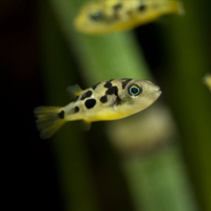 Dwarf Pea Puffer