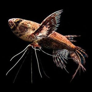 Pantadon Butterfly Fish