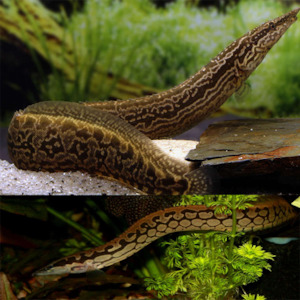 Tyre Track Eel