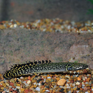 Ornate Bichir